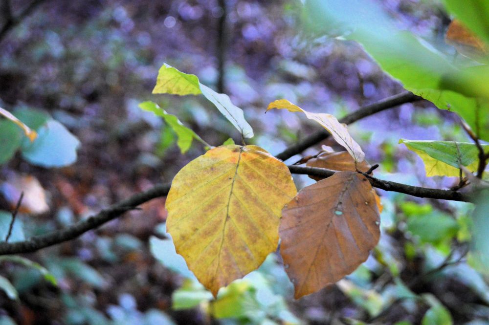 feuilles de hêtre en automne