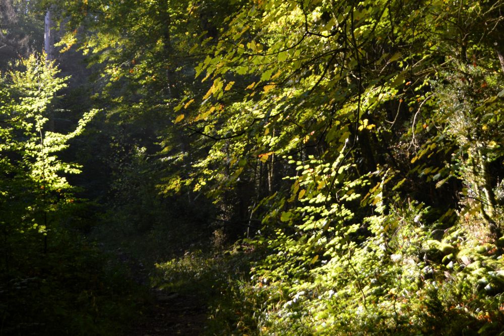 chemin en clair obscur dans la forêt