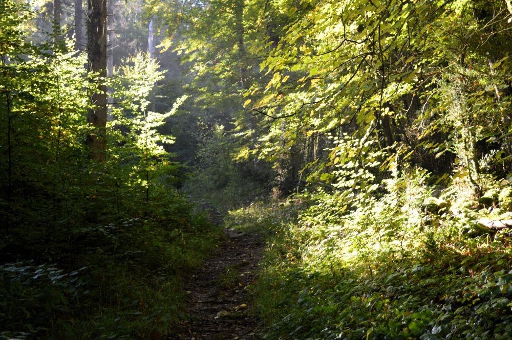 chemin en clair obscur dans la forêt