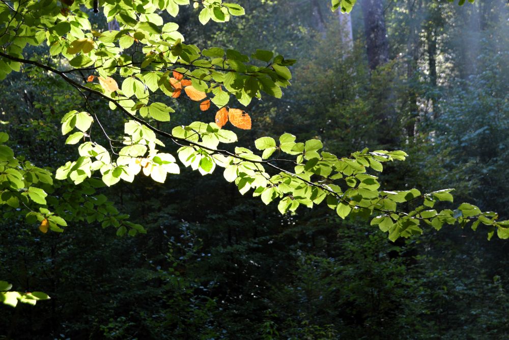 feuilles de hêtre en automne dans la lumière