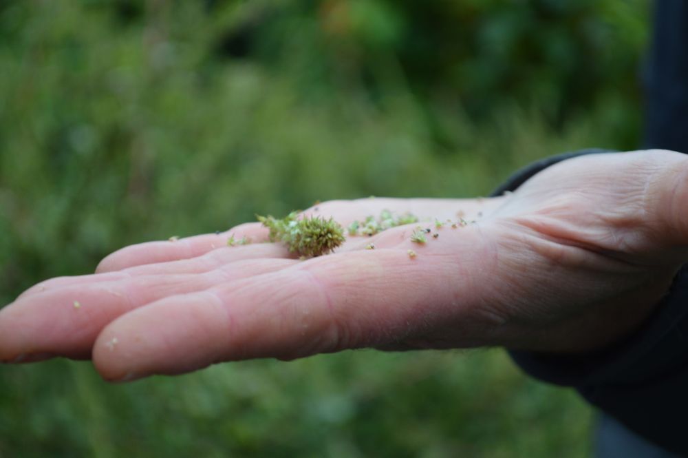 graines d'amarante sur une main