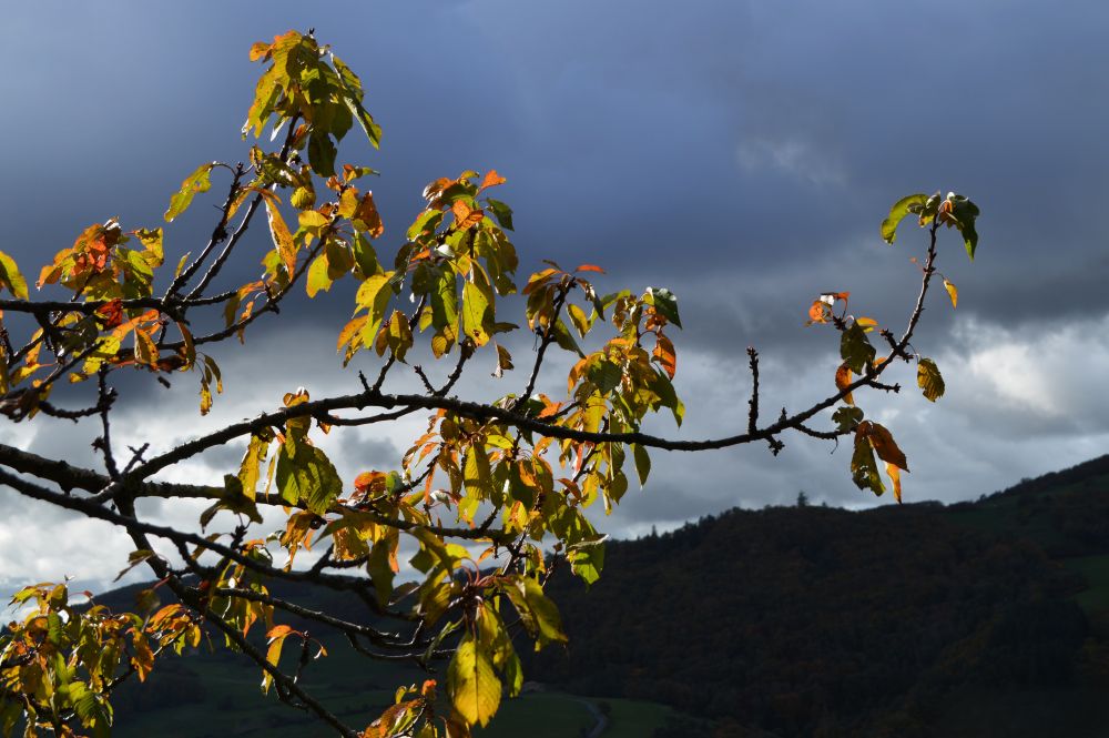 branche de noyer en automne