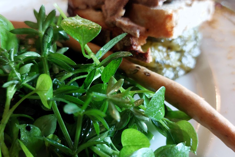 salade d'herbes sauvages