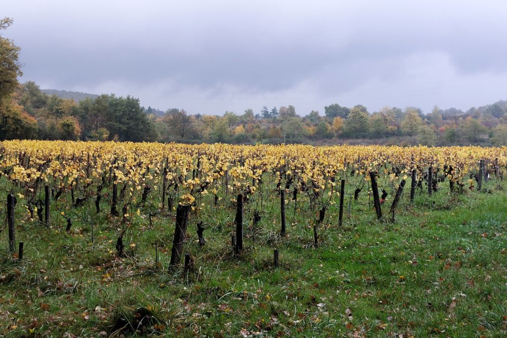 vignes en automne