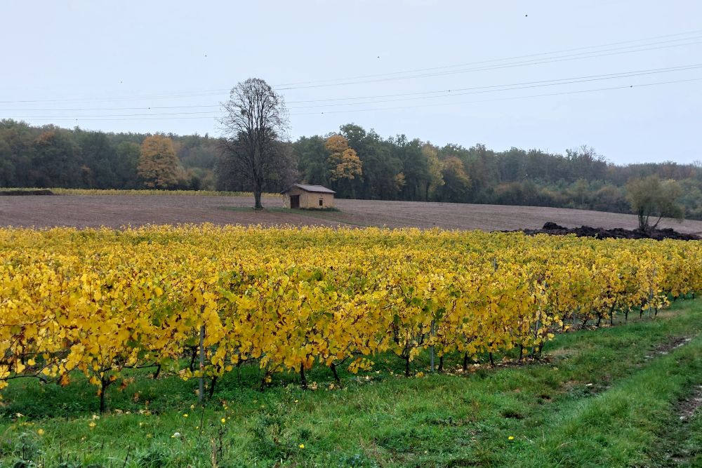 vignes en automne