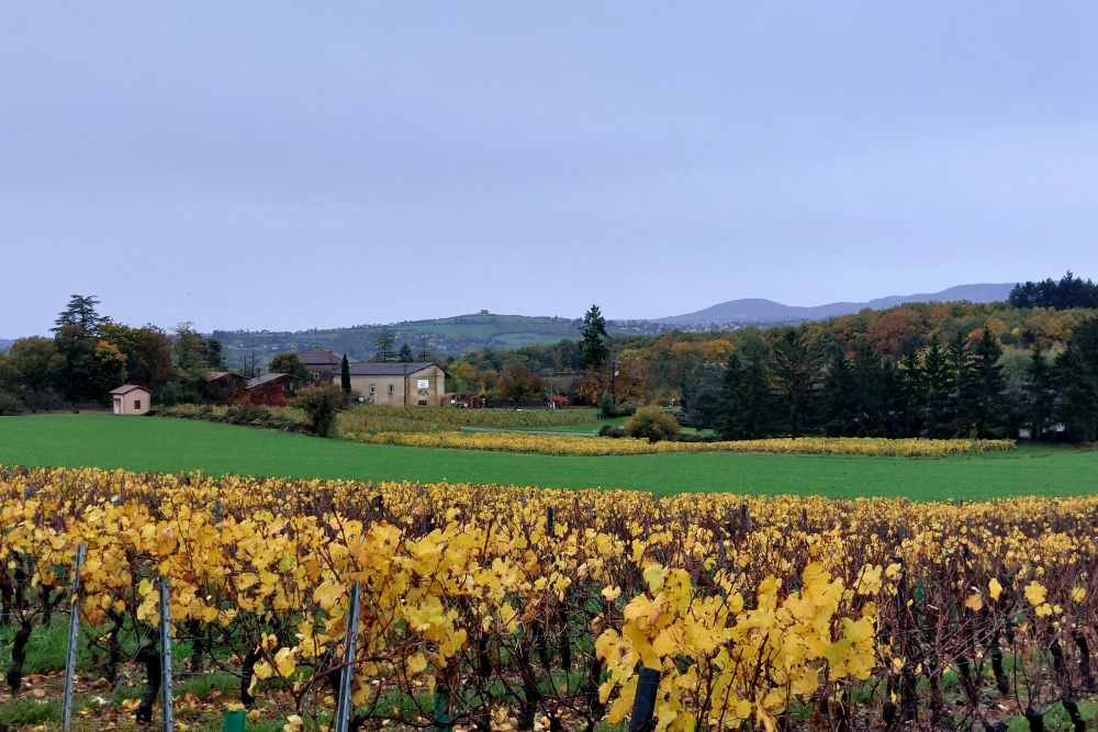 vignes en automne