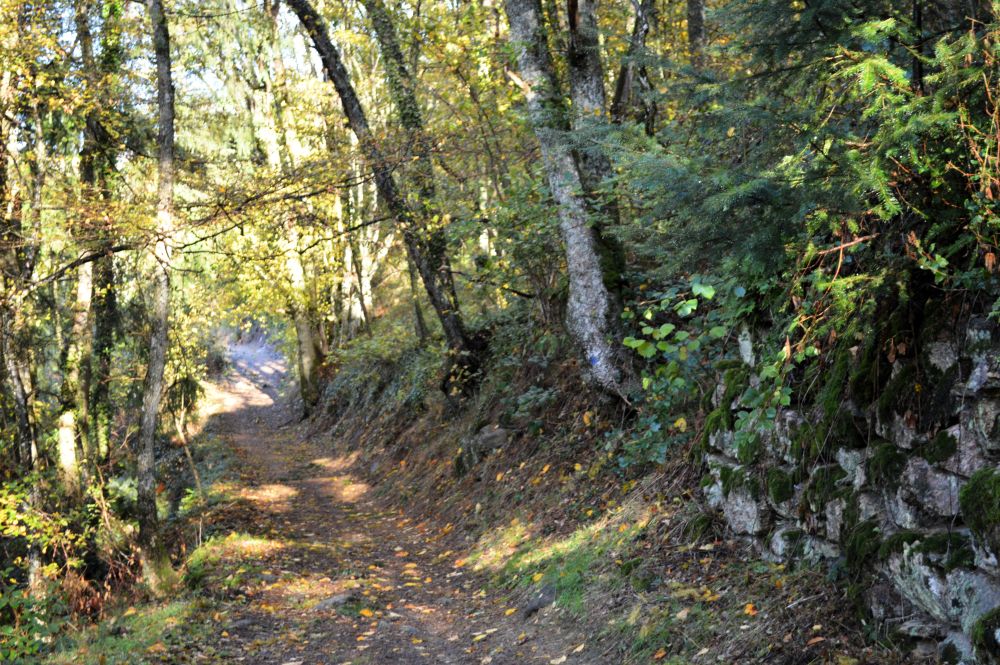 chemin dans la foret en automne