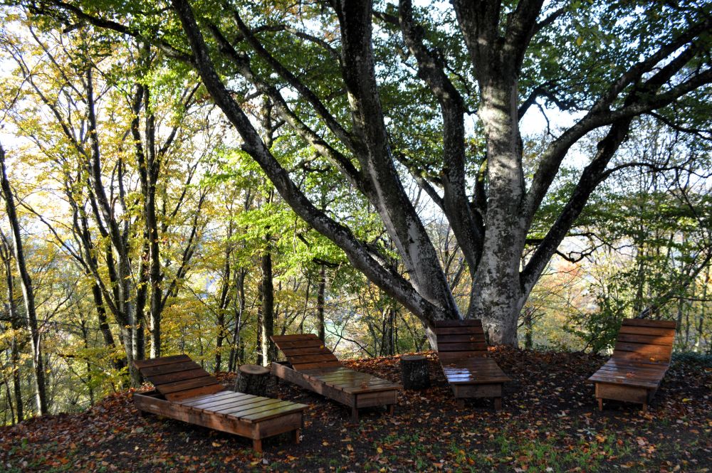 chaises longues dans la foret en automne