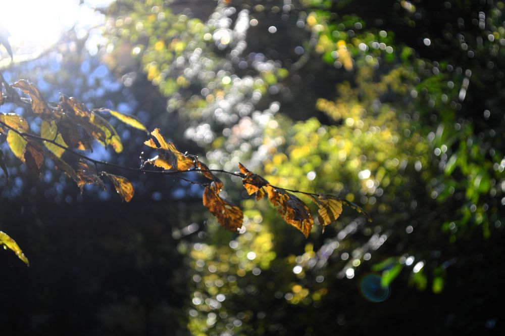 feuilles d'automne au soleil
