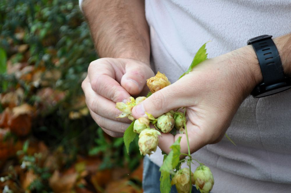 des fleurs de houblon dans des mains
