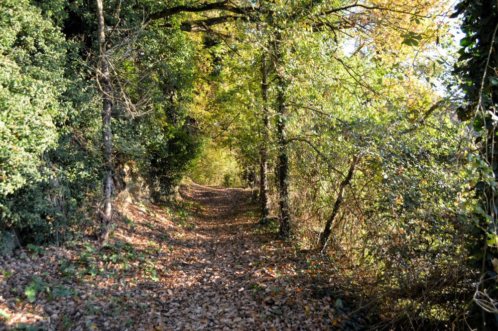 chemin de sous bois à l'automne