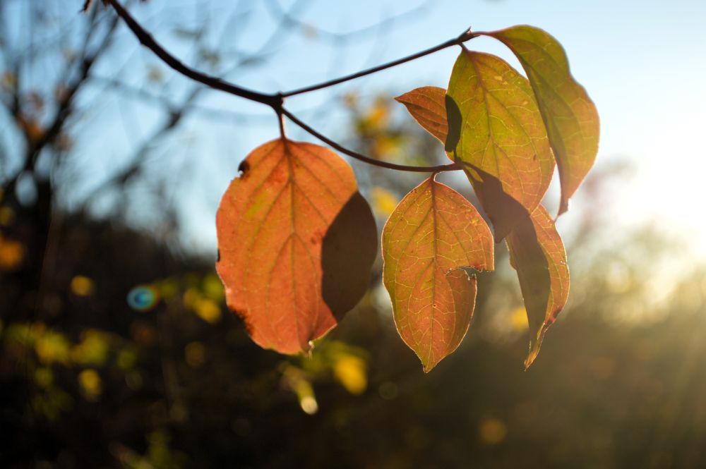 feuilles d'arbres en automne