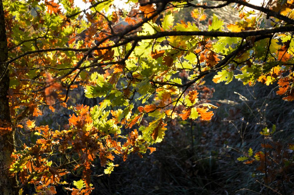 branche de chêne en automne