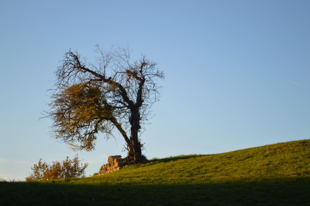arbre solitaire dans la lumière dorée de fin de journée