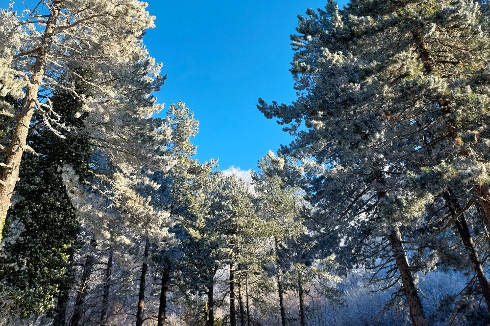 arbres enneigés sur fond de ciel bleu