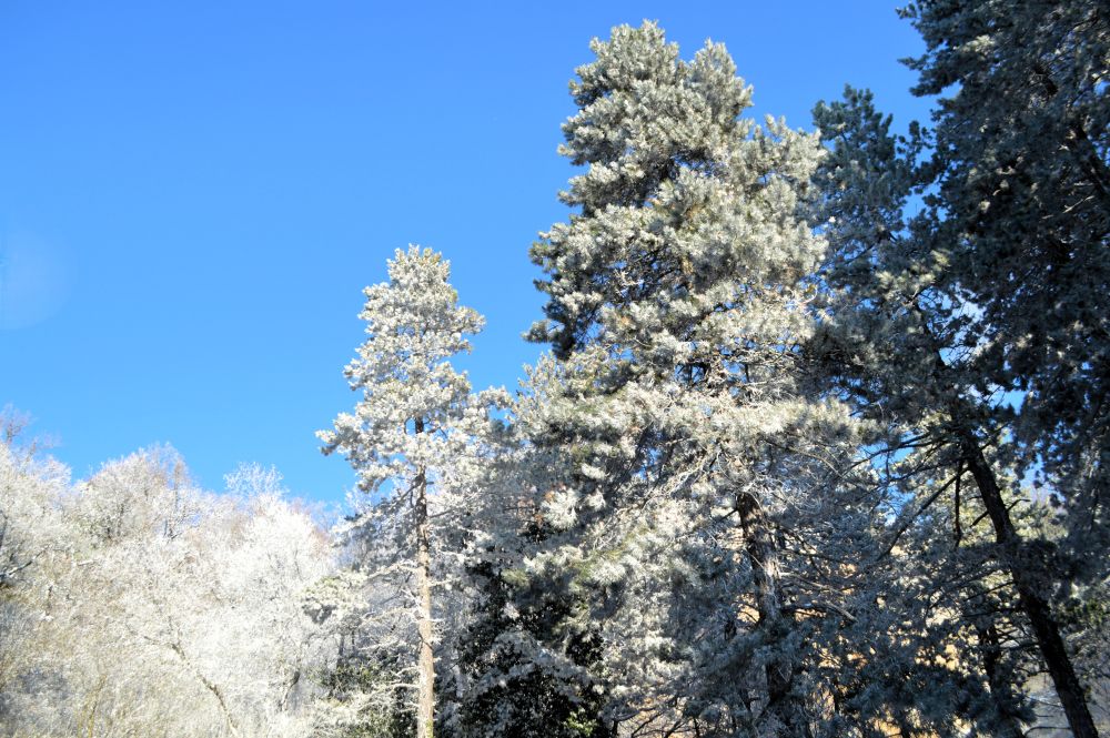 arbres enneigés sur fond de ciel bleu