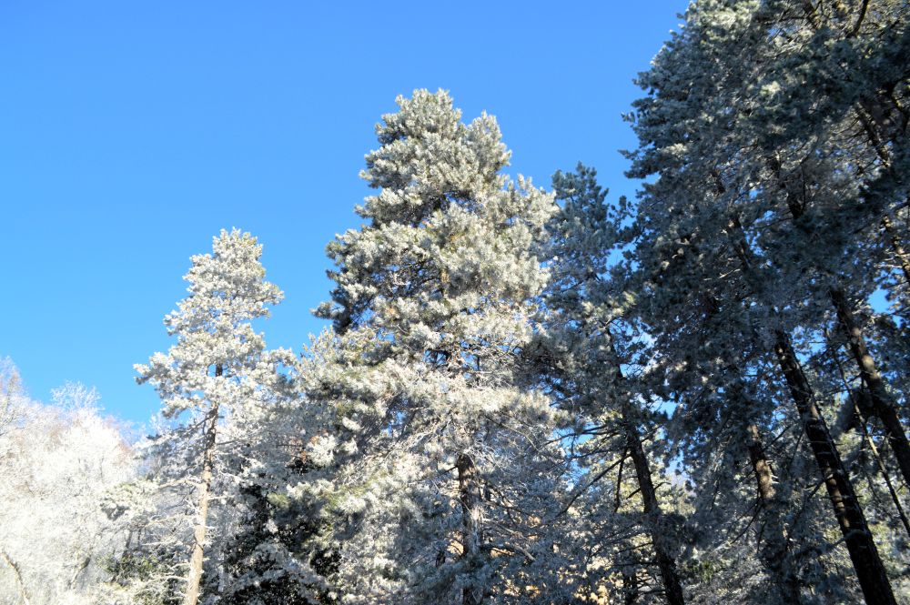 arbres enneigés sur fond de ciel bleu