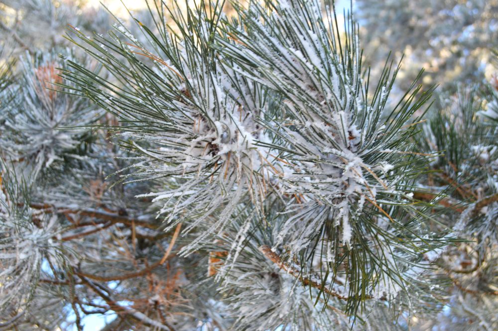 aiguilles de pin recouvertes de neige