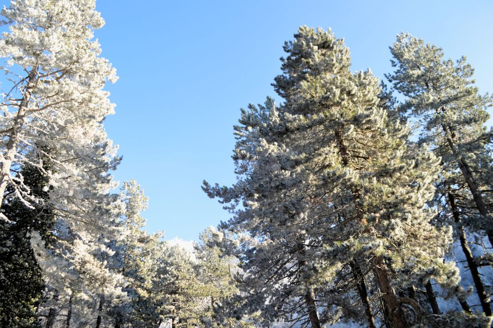 arbres enneigés sur fond de ciel bleu