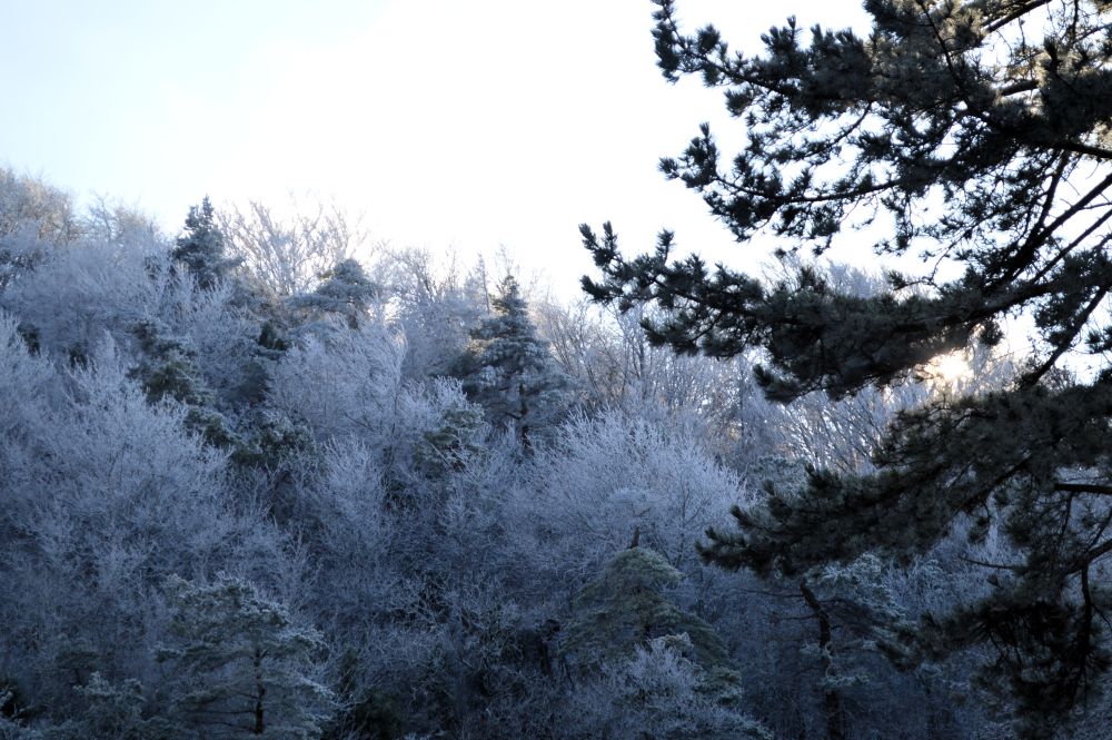 arbres recouverts de neige
