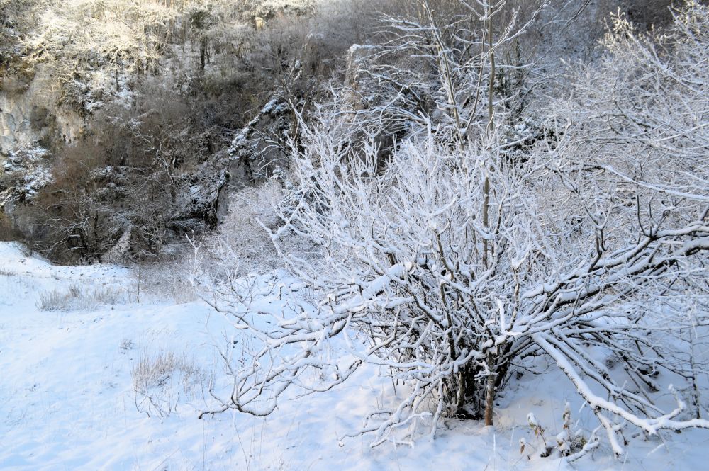 arbres recouverts de neige