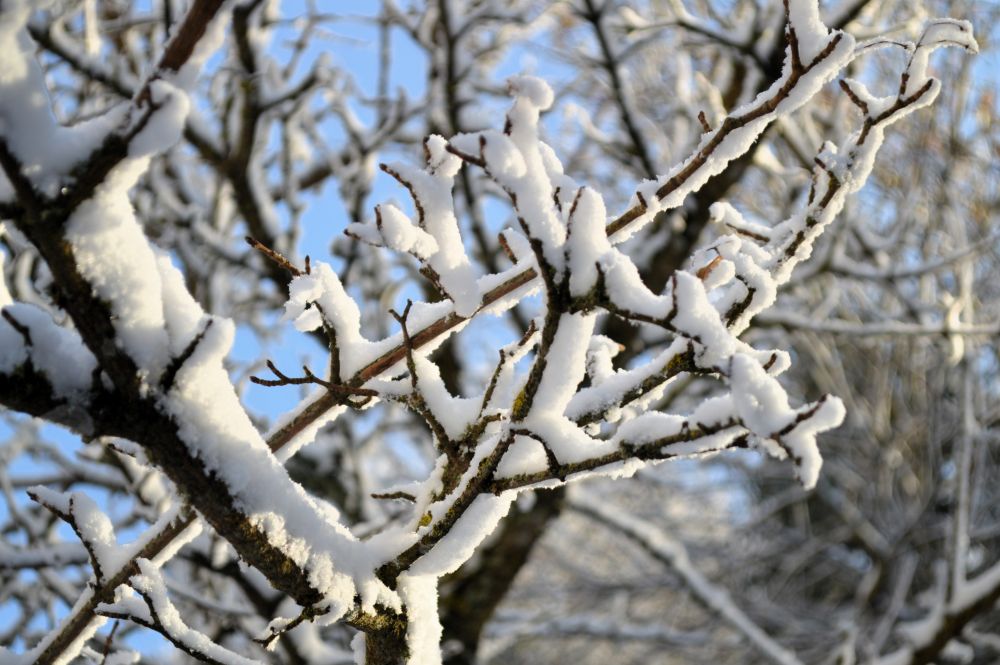 branches recouvertes de neige