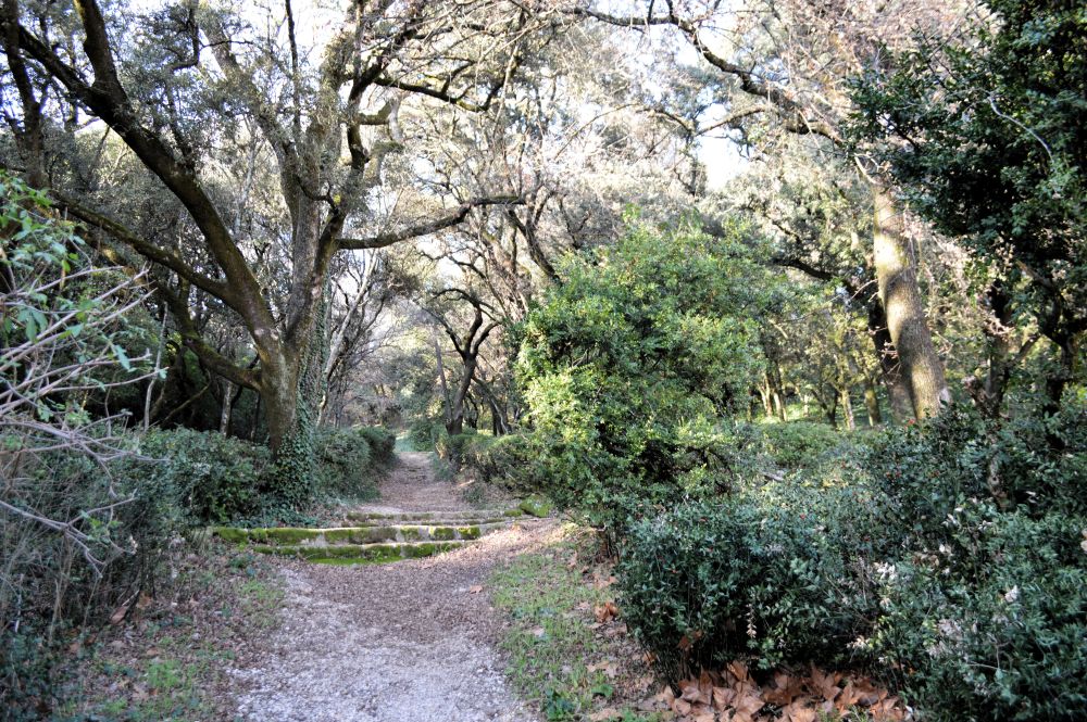 allée dans le parc du château de Suze la Rousse