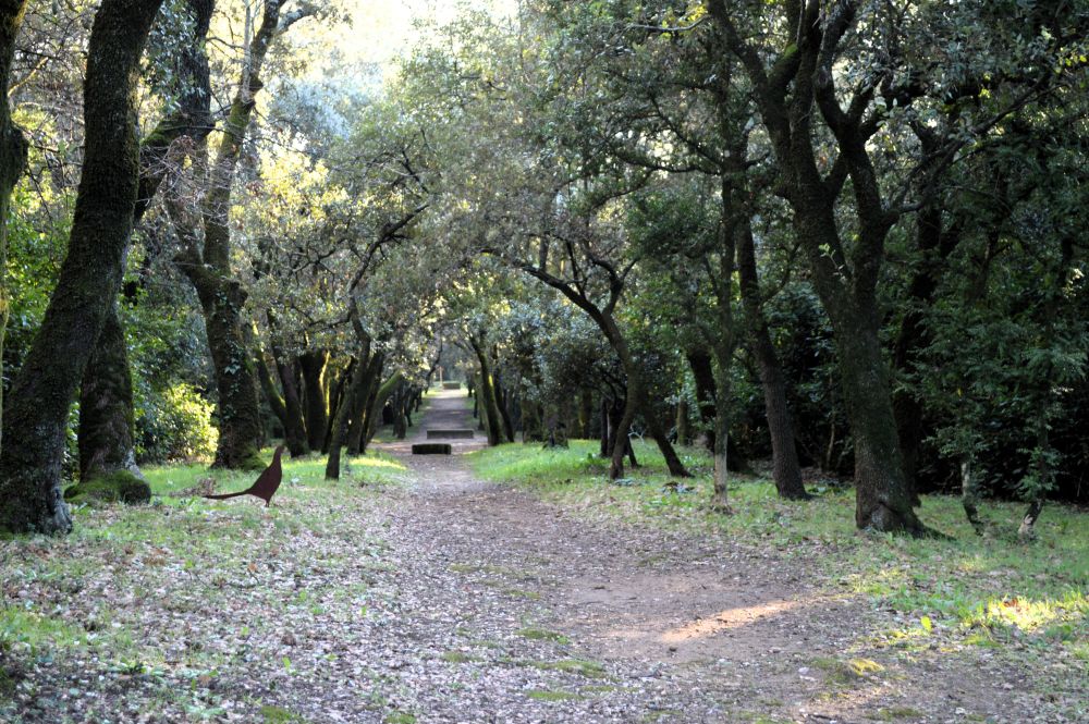 allée de chênes verts dans le parc du château de Suze la Rousse
