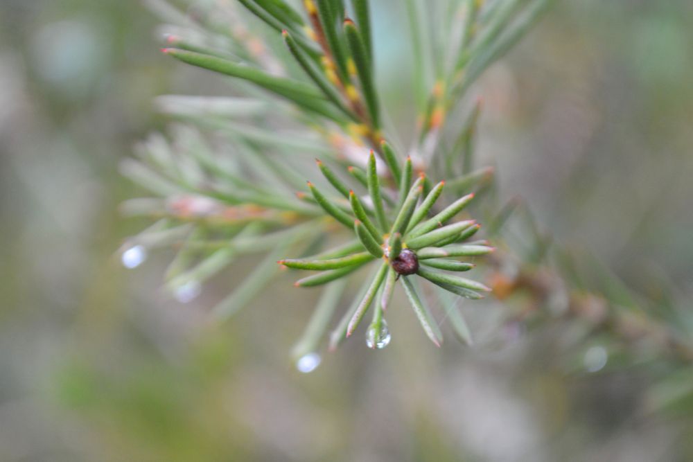 gouttes de pluie sur une branche de pin