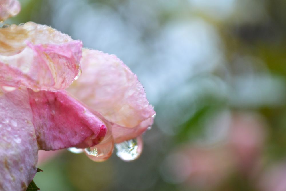 gouttes de pluie sur une rose fânée