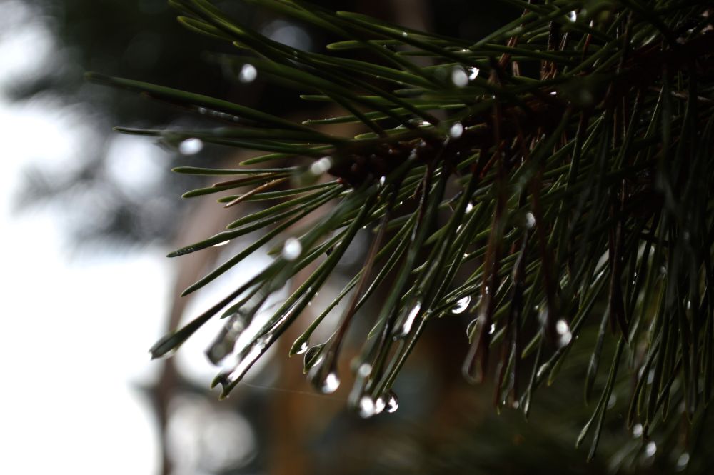 gouttes de pluie sur une branche de pin
