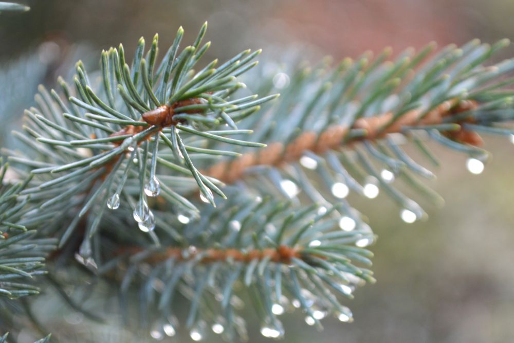 Branche de sapin avec des gouttes de pluie