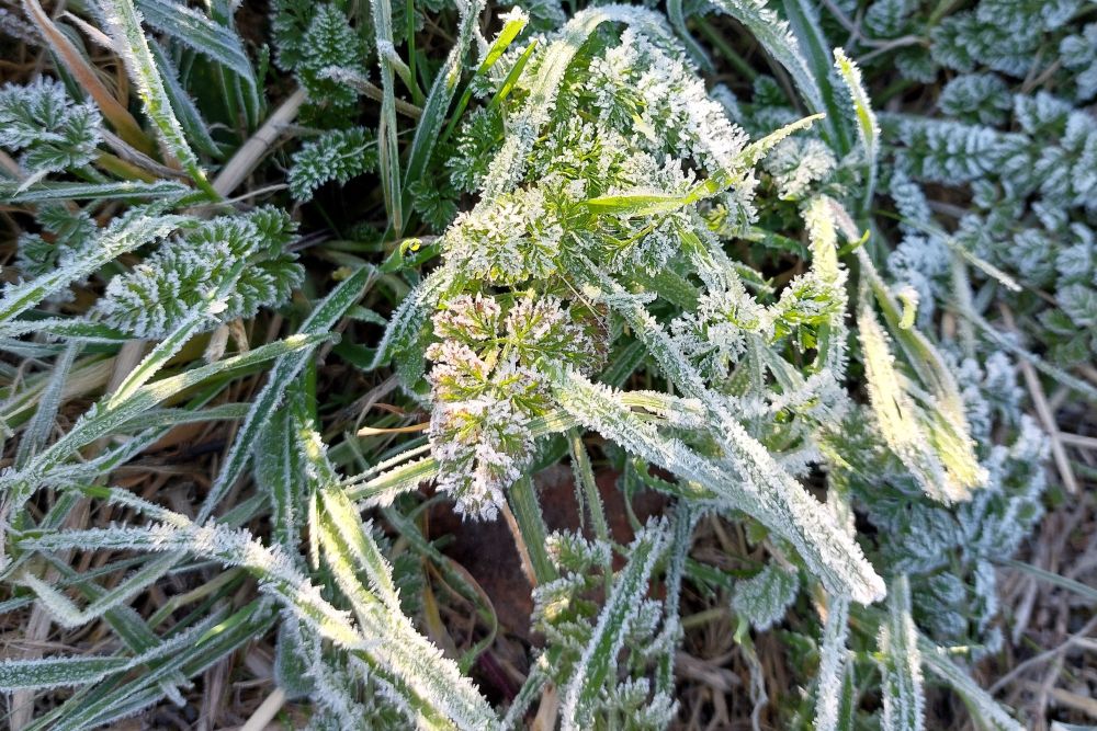 herbe givrée