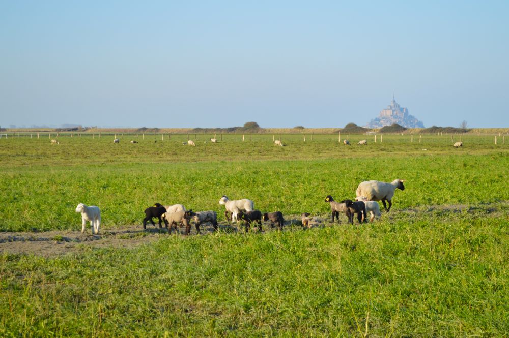 moutons dans un champ avec le Mont Saint Michel en arrière plan