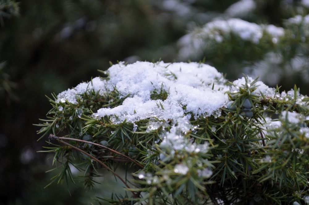 branche de genévrier couverte de neige
