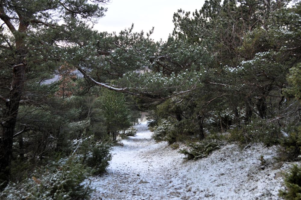 chemin enneigé dans une forêt de pins