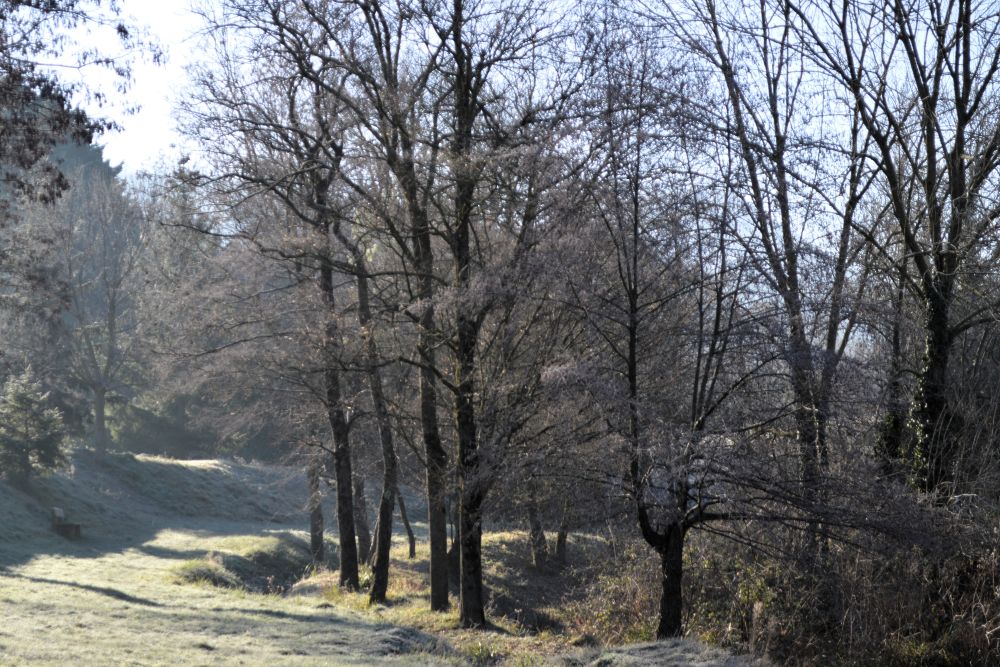 une bande d'herbe givrée entre les arbres
