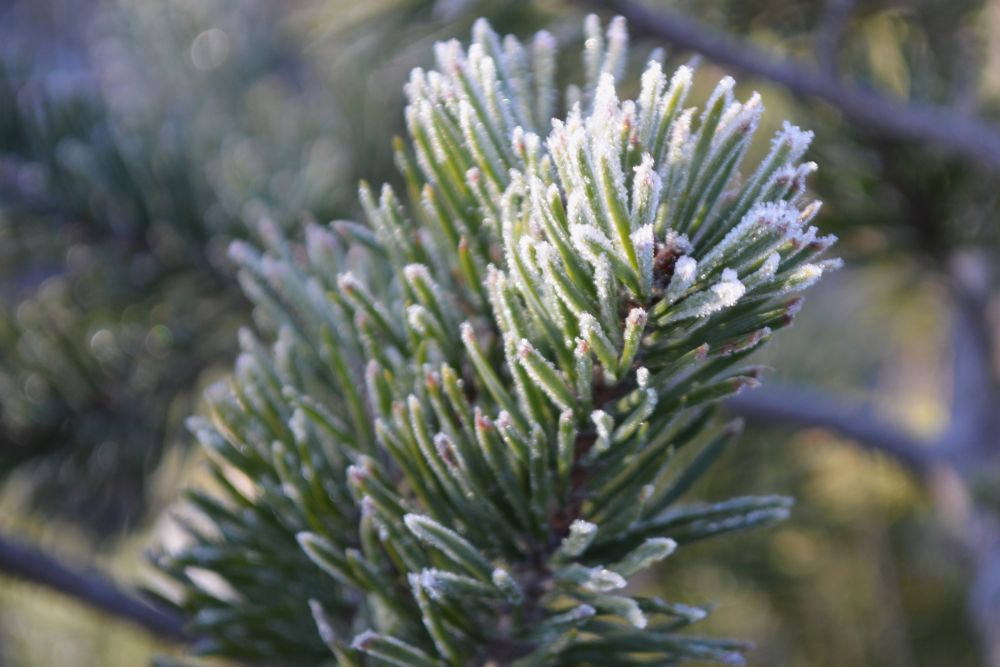 branche de sapin givrée