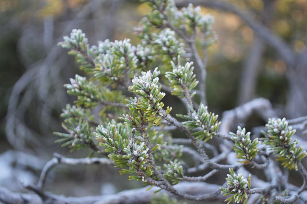 branche de sapin givrée