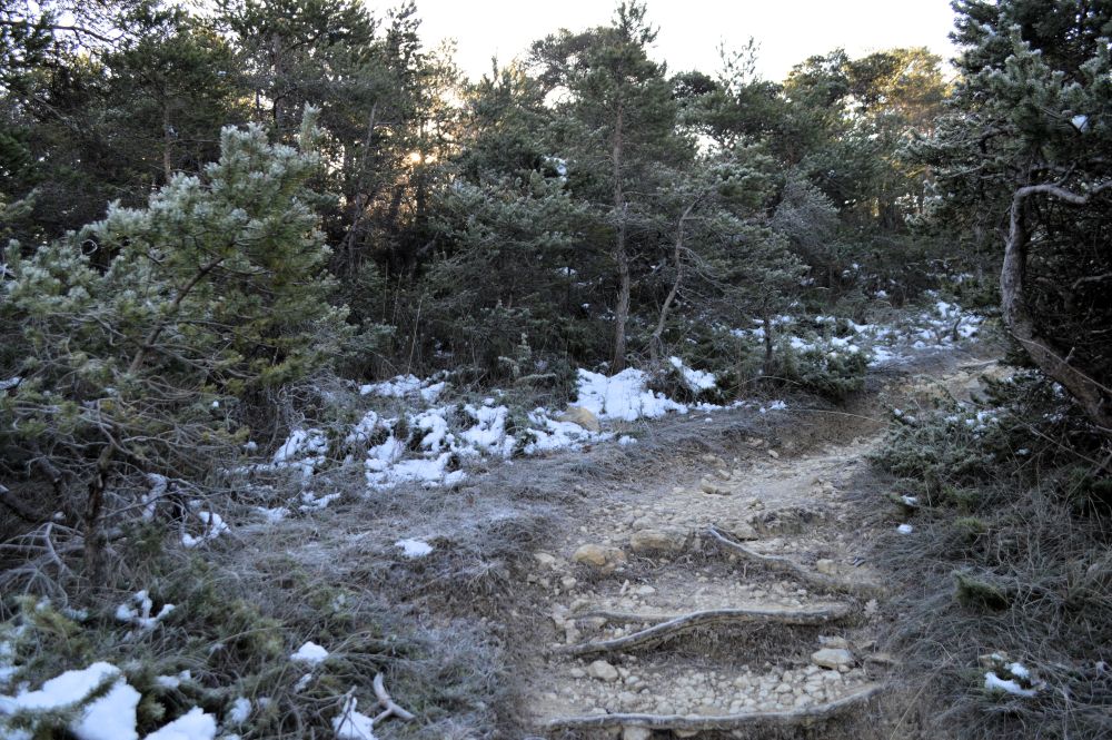 un sentier en escalier au milieu des conifères avec des traces de neige