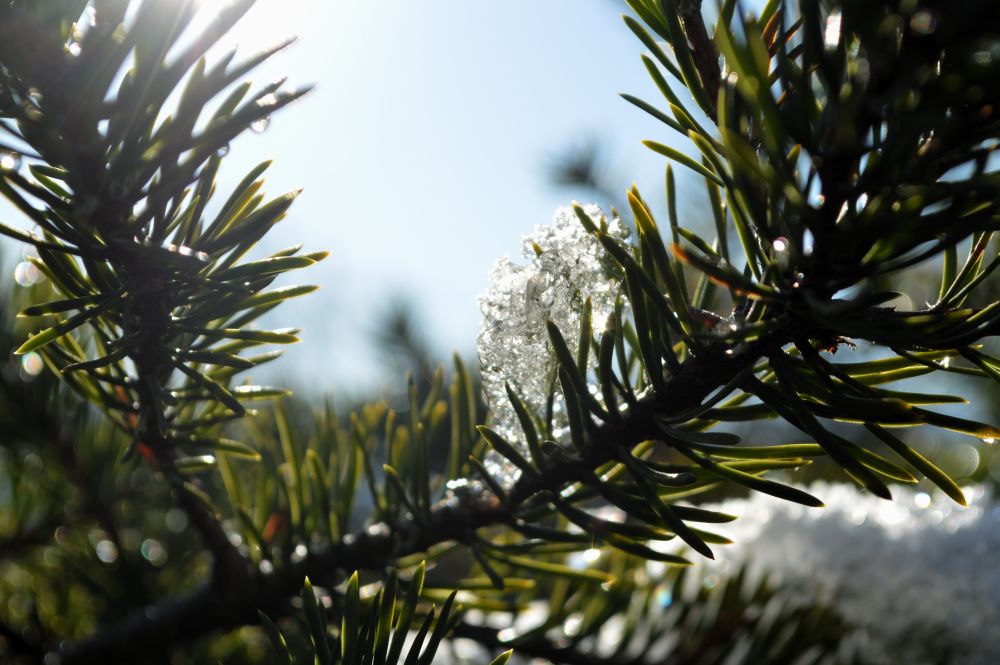 branche de sapin avec un peu de neige brillant au soleil