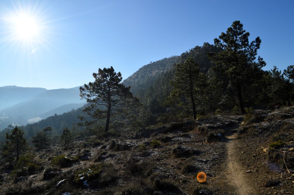 un sentier en montagne avec quelques pins