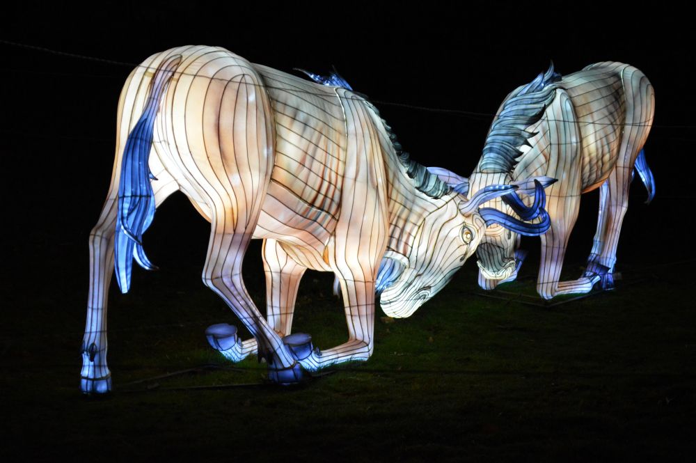 Sculptures lumineuses en forme de zébus