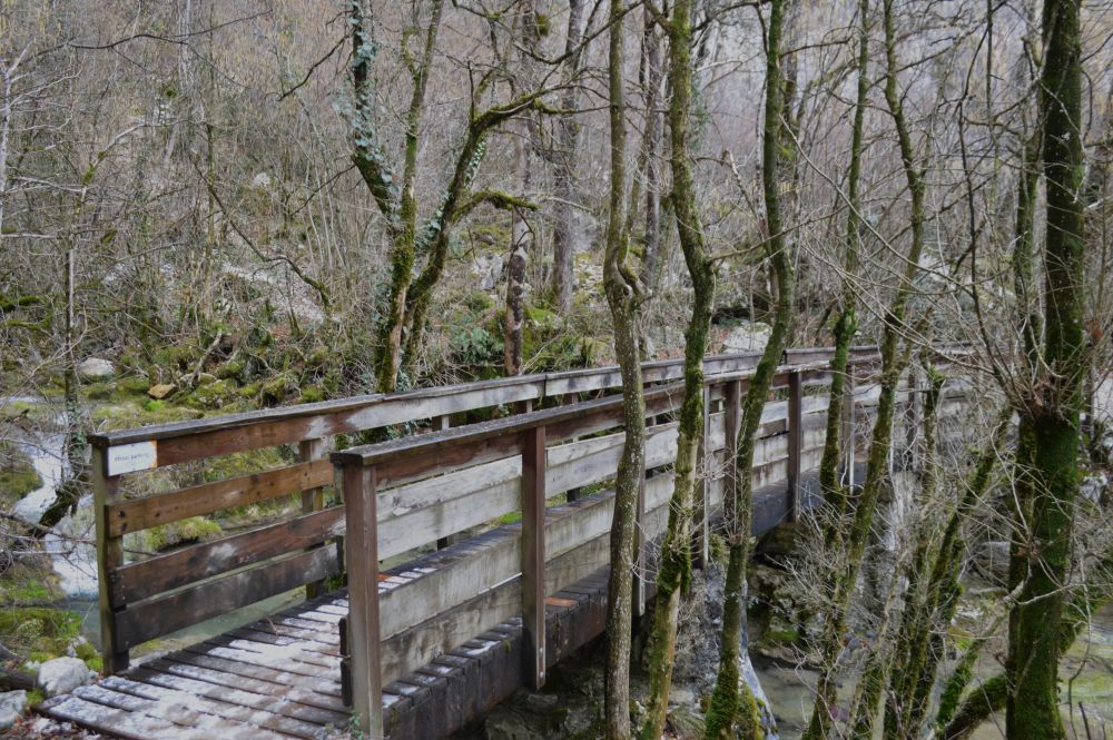 passerelle en bois au dessus d'un ruisseau dans la forêt