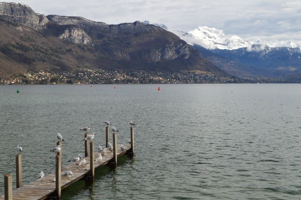 ponton au bord du lac d'Annecy avec des goélands posés dessus