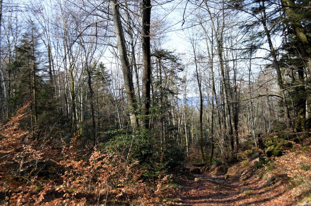 sentier dans la forêt