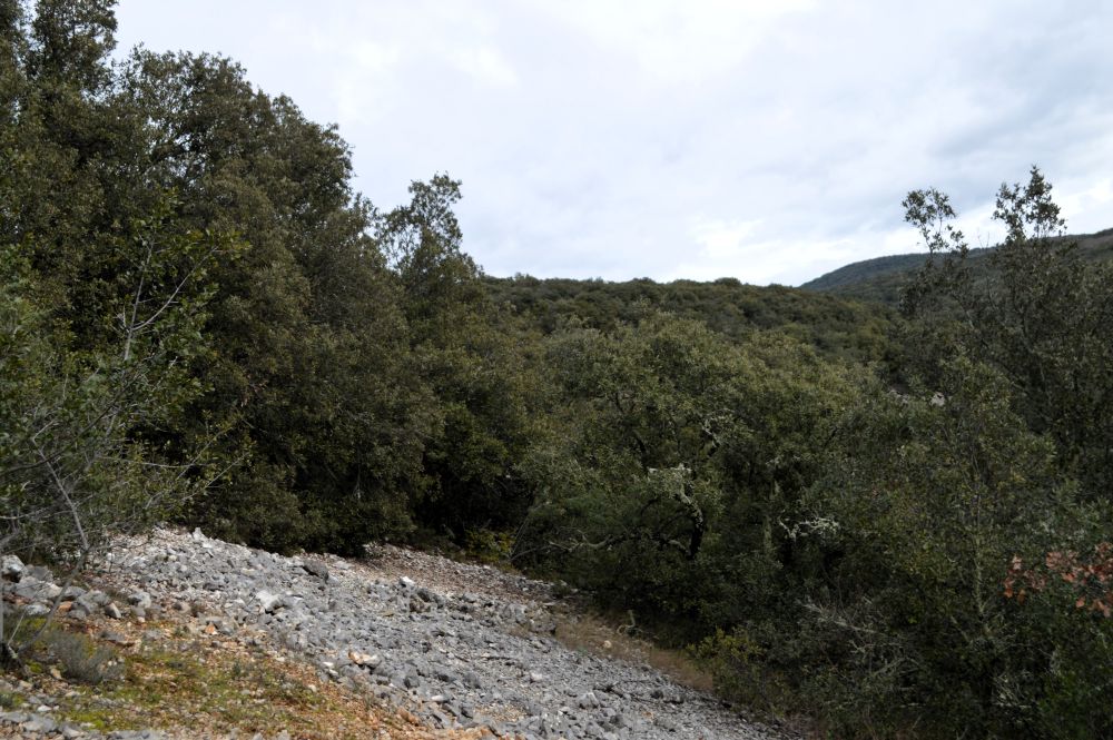 pierrier dans la forêt de chênes verts