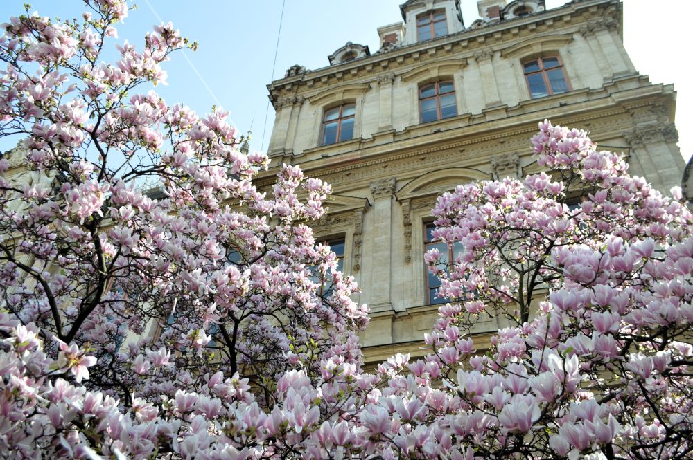 magnolias en fleurs devant la bourse de commerce de Lyon