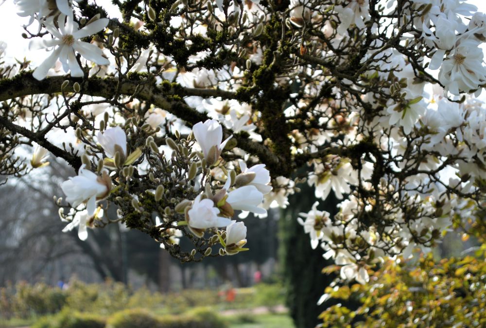 magnolias en fleurs