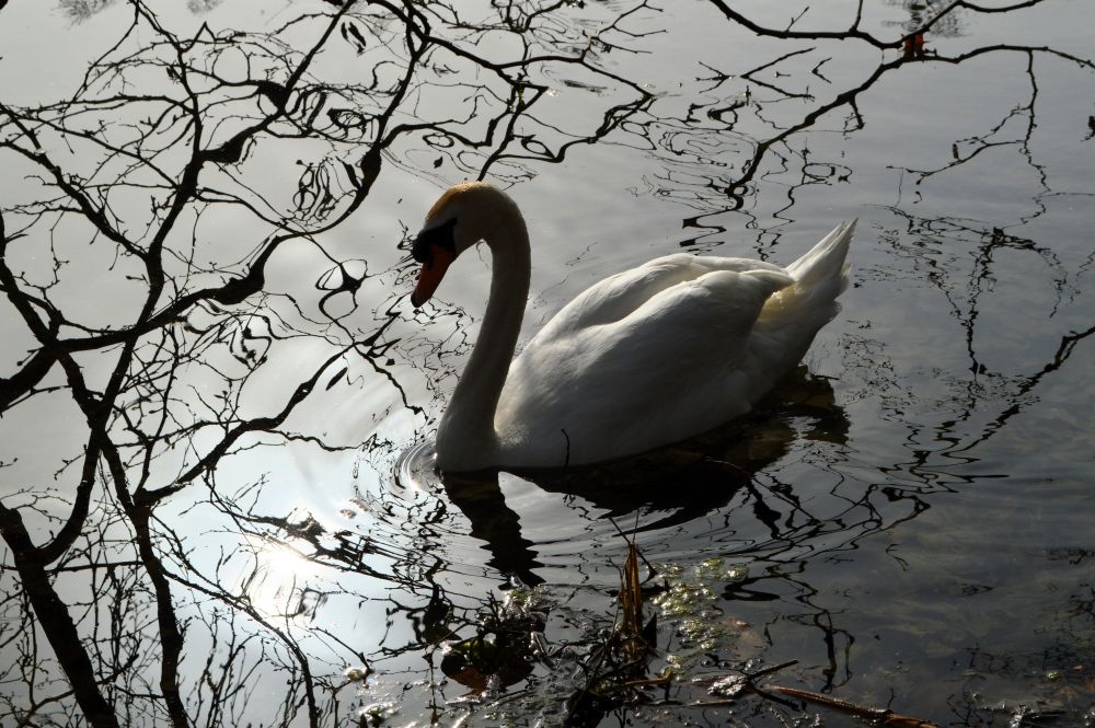 cygne et reflets de branches sur un lac